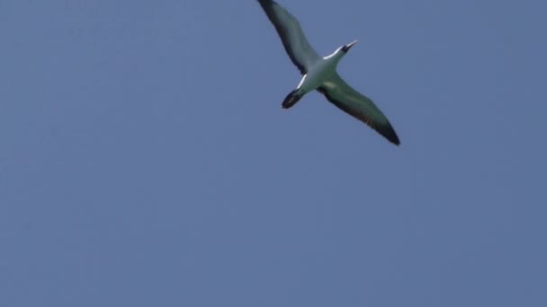 Nazca Booby Sula Granti Pájaro Marino Blanco Volando Cielo Azul — Vídeo de stock