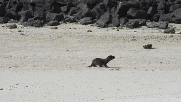 エクアドルの海岸の太平洋のガラパゴス諸島の砂浜にあるヤングガラパゴス海のライオン子犬 — ストック動画