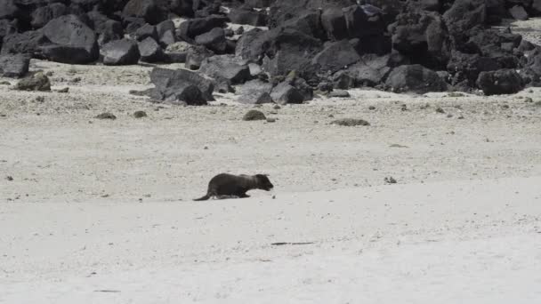 Giovane Cucciolo Leone Marino Delle Galapagos Zalophus Wollebaeki Sulla Spiaggia — Video Stock