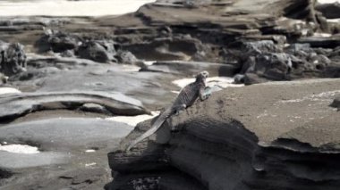 Deniz iguanası, Amblyrhynchus kristali (ayrıca deniz, tuzlu su veya Galapagos deniz iguanası olarak da bilinir), su altında beslenebilen ve sadece Pasifik Okyanusu 'ndaki Galapagos adalarında bulunan tek kertenkele türüdür..