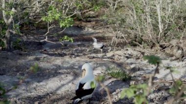 Nazca bubi, sula granti, Ekvador 'un Pasifik Okyanusu' ndaki Galapagos adalarında yuva yapan beyaz bir deniz kuşu..