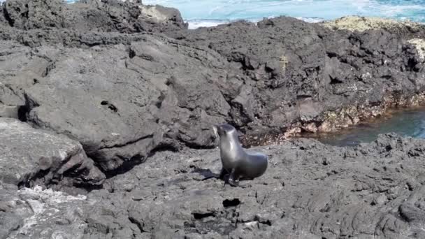 Otarie Des Galapagos Adultes Zalophus Wollebaeki Sur Les Îles Galapagos — Video