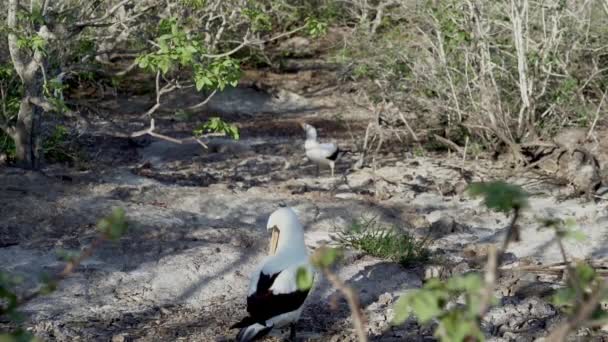 Nazca Bubi Sula Granti Ekvador Pasifik Okyanusu Ndaki Galapagos Adalarında — Stok video