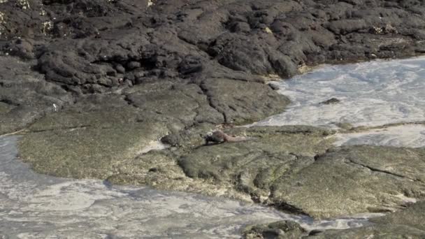 Iguana Laut Amblyrhynchus Cristatus Juga Laut Air Asin Atau Galapagos — Stok Video