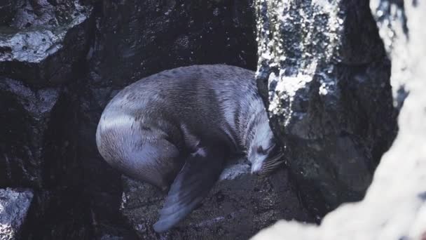 Galapagos Prémfóka Arctocephalus Galapagoensis Csendes Óceáni Bartolome Sziget Vulkanikus Szikláin — Stock videók