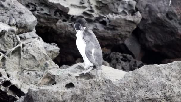 Spheniscus Mendiculus Galapagos Pinguini Sulle Scogliere Vulcaniche Dell Isola Bartolome — Video Stock