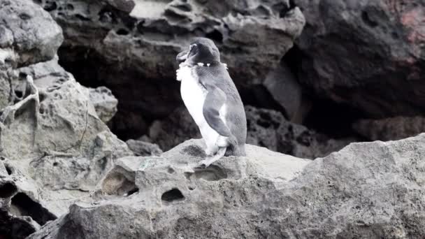 Spheniscus Mendiculus Galapagos Penguins Vulkaniska Klipporna Bartolome Vid Galapagosöarna Ecuadors — Stockvideo
