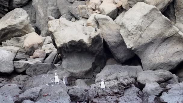 エクアドルの太平洋のガラパゴス諸島のバルトロメ島の火山の崖にスフェニスカス修復ガラパゴスペンギン — ストック動画