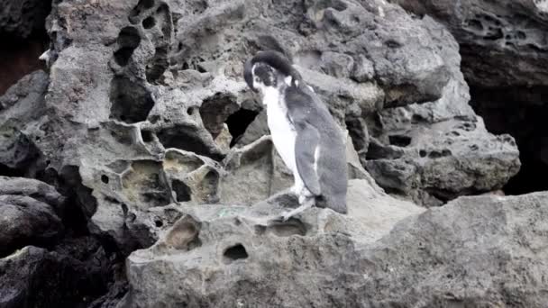 Spheniscus Mendiculus Galapagos Penguins Vulkaniska Klipporna Bartolome Vid Galapagosöarna Ecuadors — Stockvideo