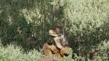 Sarı bir galapagos kara iguanasının yavaş çekim gücü, Drusenkopf veya Conolophus alt kriteri olarak da bilinir, Ekvador 'daki Galapagos adalarına özgüdür..