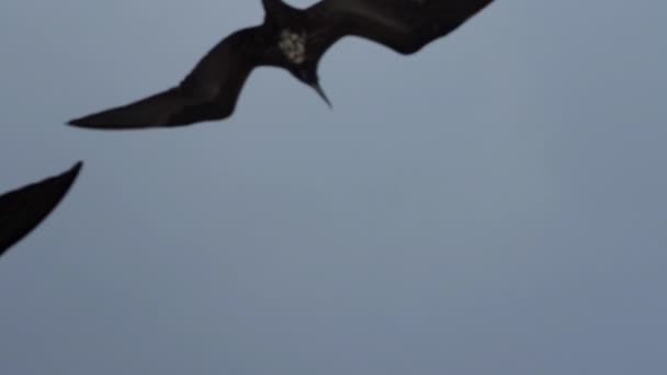 Csodálatos Fregatebird Fregata Magnificens Egy Nagy Fekete Tengeri Madár Jellegzetes — Stock videók
