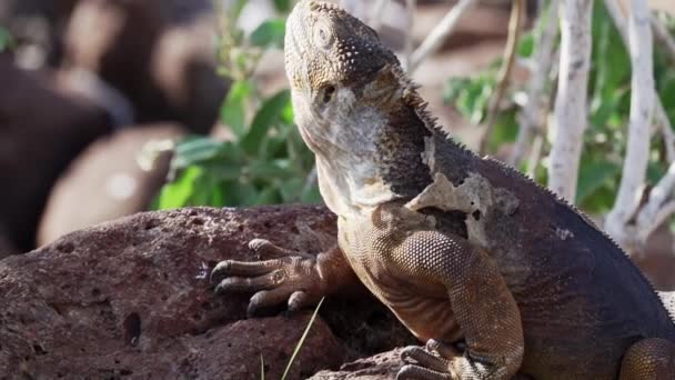 Ralenti Iguane Terrestre Galapagos Jaune Également Connu Sous Nom Drusenkopf — Video
