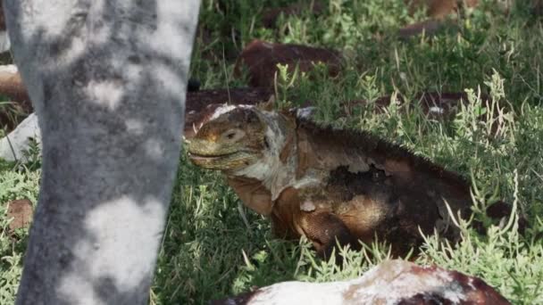 Zeitlupe Eines Gelben Galapagos Landleguans Auch Als Drusenkopf Oder Conolophus — Stockvideo