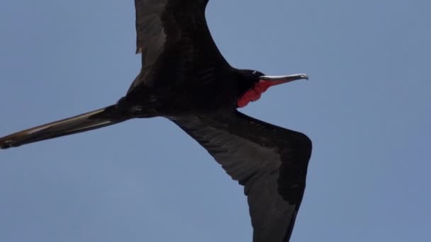 エクアドルの太平洋のガラパゴス諸島の海岸のクルーズ船の上に澄んだ青空に浮かぶ 特徴的な赤い神聖な大きな黒い海の鳥 壮大なフラガタ — ストック動画
