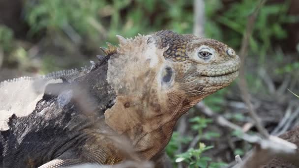 Slow Motion Van Een Gele Galapagos Land Leguaan Ook Bekend — Stockvideo