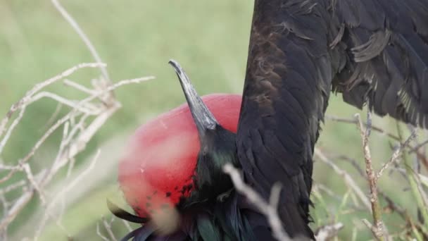 华丽的护卫舰鸟 Fregata Magnificent Ens 的慢动作是一种黑色的大型海鸟 其特征是红色的腺体囊 南美洲 厄瓜多尔 加拉帕戈斯岛 雄性护卫舰鸟巢与充气袋 — 图库视频影像