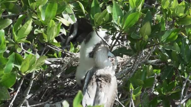 Red Footed Booby Sula Sula Sitting Bushes Genovesa Island Pacific — Stock Video