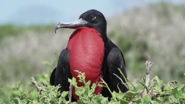 グレガタの壮大な風景のゆっくりとした動きは 特徴的な赤い神聖な大きな黒い海底です 膨脹した袋 ガラパゴス諸島 エクアドル 南アメリカと巣立つ男性フリゲート鳥 — ストック動画