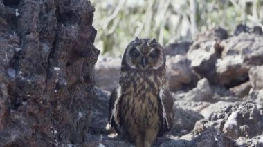 Galapagos kısa kulaklı baykuş, Asio galapagoensis, Güney Amerika 'daki Galapagos adalarının Pasifik Okyanusu' ndaki Genovesa adasında öldürülen avıyla birlikte küçük bir mağarada oturuyor..