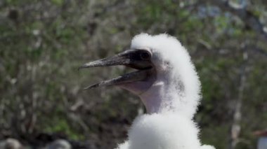 Şirin bebek Nazca memeli piliç, Sula granti, tüylü tüylü tüylü, Ekvador 'daki Galapagos adalarının Pasifik Okyanusu' ndaki Genovesa adasında oturuyor..