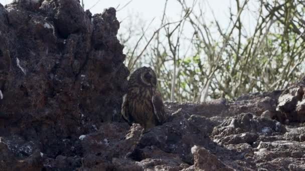 Galapagos Short Eared Owl Asio Galapagoensis Sitting Small Cave Its — Stock Video