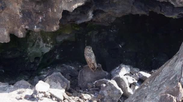 Sowa Krótkouszna Galapagos Asio Galapagoensis Siedząca Małej Jaskini Zabitą Zdobyczą — Wideo stockowe