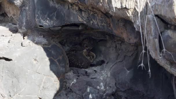 ガラパゴスは ガラパゴス諸島 エクアドル 南アメリカの太平洋のジェノヴェサ島で殺された獲物と小さな洞窟に座って 耳を傾けました — ストック動画
