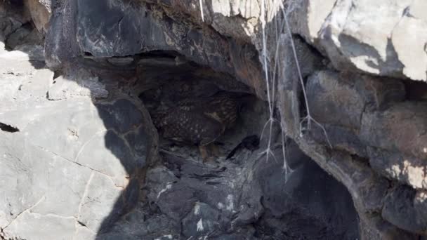 นกฮ นกาลาปากอส Asio Galapagoensis งอย ในถ าเล เหย าตายบนเกาะ Genovesa — วีดีโอสต็อก