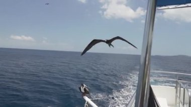 Olağanüstü bir fregat kuşu, Fregata magnificens, karakteristik kırmızı bir kese ile büyük bir Karadeniz kuşu, Fırkateyn kuşu, Ekvador 'daki Pasifik Okyanusu' ndaki Galapagos adalarının kıyılarındaki bir yolcu gemisinin üzerinde açık mavi gökyüzünde süzülüyor..