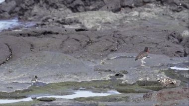 Anne amerikan istiridye avcısı, Haematopus palliatus, ekvador 'daki Galapagos adalarındaki Santiago adasının lav kayalarının üzerinde küçük sevimli bir civcivle birlikte yürüyor..