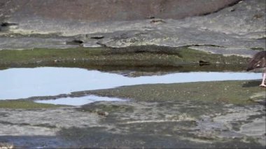 Anne amerikan istiridye avcısı, Haematopus palliatus, ekvador 'daki Galapagos adalarındaki Santiago adasının lav kayalarının üzerinde küçük sevimli bir civcivle birlikte yürüyor..