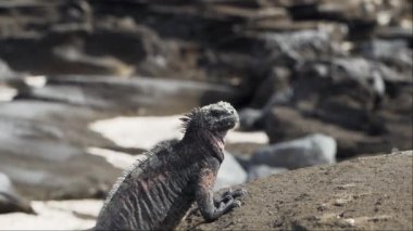 Deniz iguanası, Amblyrhynchus kristali (ayrıca deniz, tuzlu su veya Galapagos deniz iguanası olarak da bilinir), su altında beslenebilen ve sadece Pasifik Okyanusu 'ndaki Galapagos adalarında bulunan tek kertenkele türüdür..