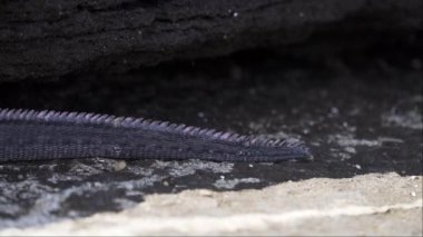 Deniz iguanası, Amblyrhynchus kristali (ayrıca deniz, tuzlu su veya Galapagos deniz iguanası olarak da bilinir), su altında beslenebilen ve sadece Pasifik Okyanusu 'ndaki Galapagos adalarında bulunan tek kertenkele türüdür..