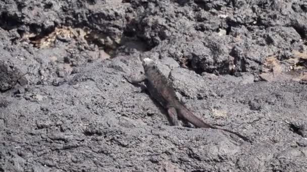 Iguane Marin Amblyrhynchus Cristatus Est Une Espèce Reptile Endémique Seul — Video