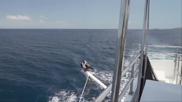 Prachtige Frigatebird Fregata Magnificens Een Grote Zwarte Zeevogel Met Een — Stockvideo
