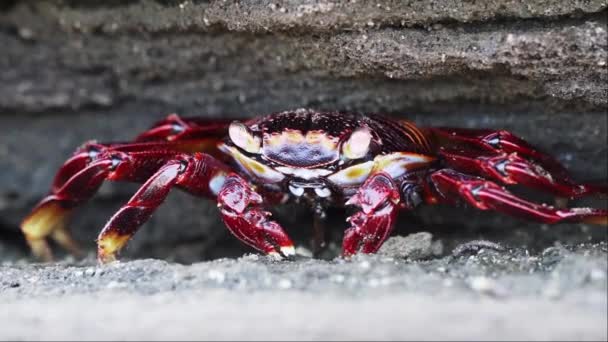 Slow Motion Colorful Sally Lightfoot Crab Grapsus Grapsus Also Red — Stock Video