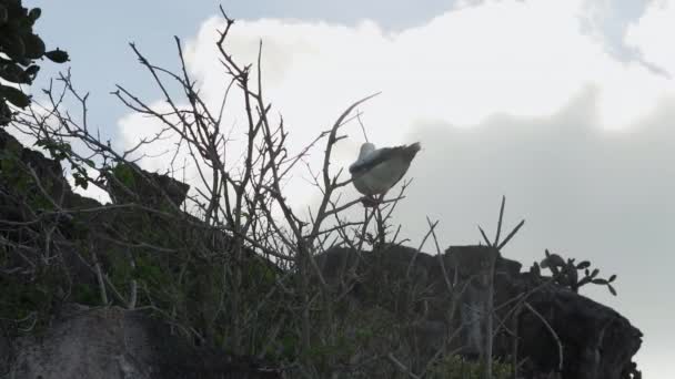 Roodvoetbooby Sula Sula Zittend Struiken Van Genovesa Eiland Stille Oceaan — Stockvideo