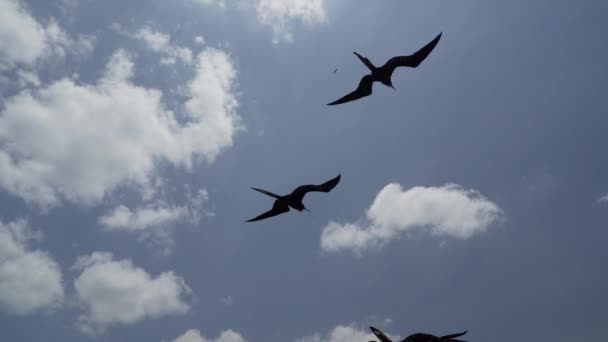 在厄瓜多尔太平洋加拉帕戈斯群岛的海岸线上 一艘游船的上空 一艘华丽的护卫舰鸟在蔚蓝的天空中翱翔 它是一只黑色的大海鸟 有红色的喉囊 — 图库视频影像