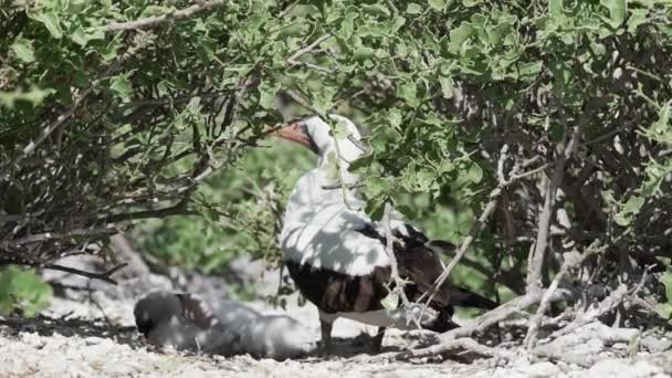 Nazca Booby Sula Granti Een Witte Zeevogel Die Zijn Kuikens — Stockvideo