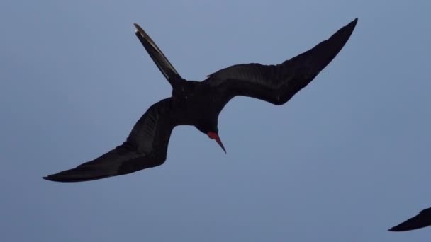 Olağanüstü Bir Fregat Kuşu Fregata Magnificens Karakteristik Kırmızı Bir Kese — Stok video