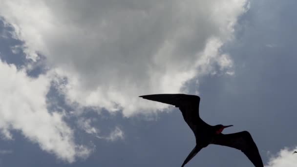 Magnifique Frégate Fregata Magnificens Grand Oiseau Mer Noire Avec Sac — Video