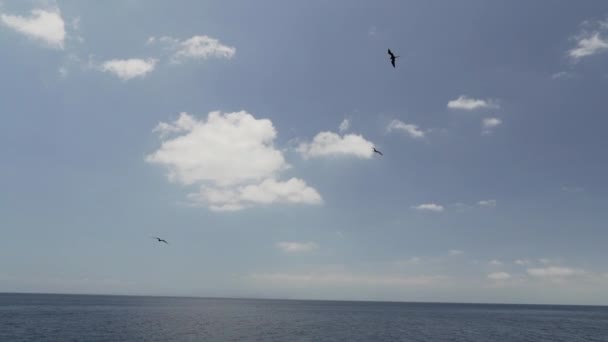 Великолепный Фрегат Великолепная Фрегата Большая Черная Морская Птица Характерным Красным — стоковое видео