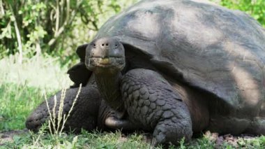 Galapagos dev kaplumbağası Chelonoidis niger, Ekvador Pasifik Okyanusu 'ndaki Galapagos adalarına özgü bir sürüngen türüdür..