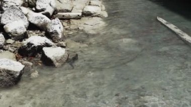 Deniz iguanası, Amblyrhynchus kristali (ayrıca deniz, tuzlu su veya Galapagos deniz iguanası olarak da bilinir), su altında beslenebilen ve sadece Pasifik Okyanusu 'ndaki Galapagos adalarında bulunan tek kertenkele türüdür..
