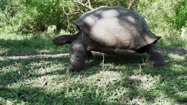Galapagos Jätte Sköldpadda Chelonoidis Niger Reptil Art Som Endemisk För — Stockvideo