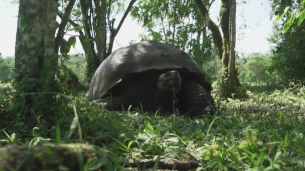 Galapagos Giant Tortoise Chelonoidis Niger Reptile Species Endemic Galapagos Islands — Stock Video