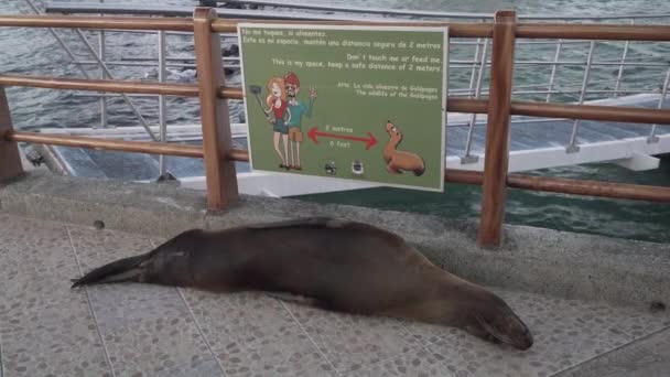 Sea Lion Μπροστά Από Την Πινακίδα Απόσταση Μέτρων Και Χαλάρωση — Αρχείο Βίντεο