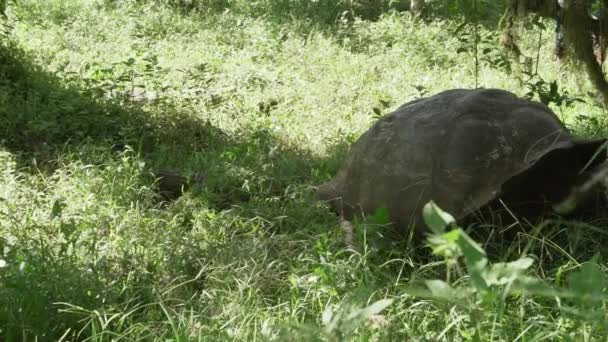 Галапагоські Гігантські Черепахи Chelonoidis Niger Рептилійним Видом Який Ендемічним Галапагоських — стокове відео