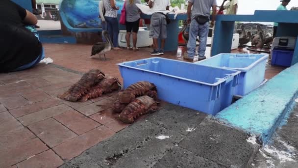 Puerto Ayora Santa Cruz Galapagos Ekwador 2019 Popularny Targ Rybny — Wideo stockowe