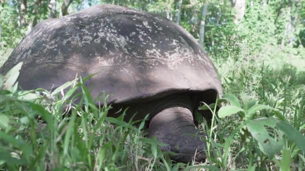 Tortuga Gigante Galápagos Chelonoidis Niger Una Especie Reptil Endémica Las — Vídeo de stock